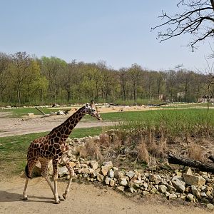 Giraffe Savanna