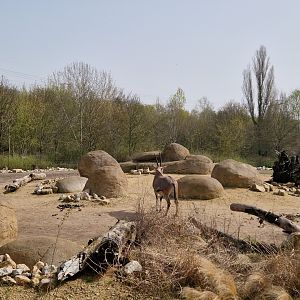 Tierpark Main Savanna