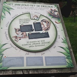 European garden dormouse sign with activity cycle around the year and conservation information, 2023-07-18