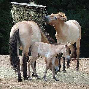 Przewalski's horses (Equus ferus przewalskii) with foal, 2023-07-18