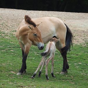 Przewalski's horse (Equus ferus przewalskii) with foal, 2023-07-18