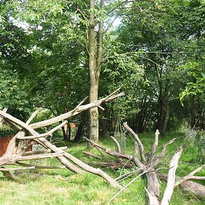 Nepalese red panda and Reeves's muntjac exhibit, 2023-07-18