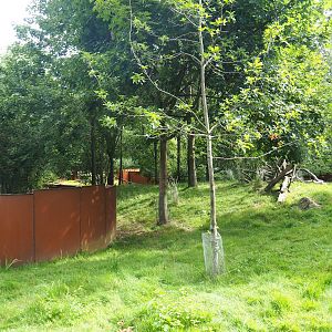 Nepalese red panda and Reeves's muntjac exhibit, 2023-07-18