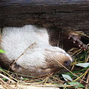 Eurasian otter (Lutra lutra lutra), 2023-07-18