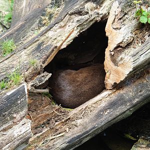 Eurasian otter den in a large log, 2023-07-18