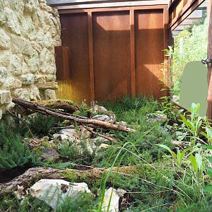 Outdoor smooth snake terrarium - First exhibit, 2023-07-18