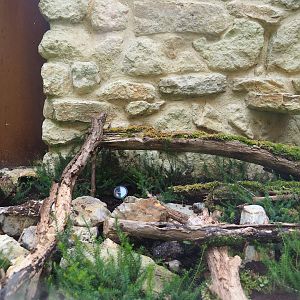 Outdoor smooth snake terrarium - First exhibit, 2023-07-18