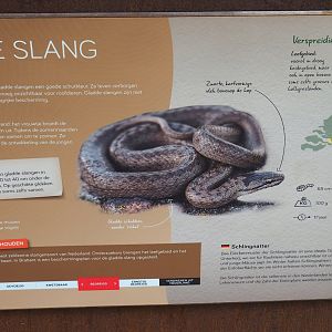 Smooth snake signage, 2023-07-18