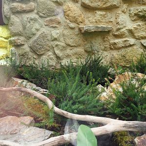 Outdoor smooth snake terrarium - Second exhibit, 2023-07-18