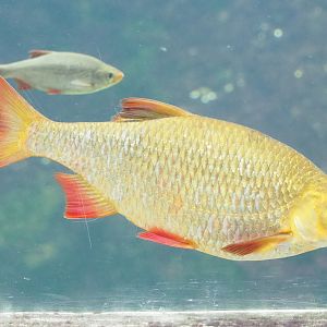Rudd (Scardinius erythrophthalmus), 2023-07-18