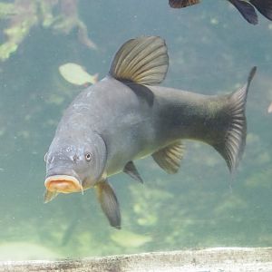 Tench (Tinca tinca), 2023-07-18