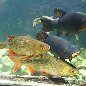 Rudd (Scardinius erythrophthalmus) and Tench (Tinca tinca), 2023-07-18
