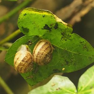 Roman snails (Helix pomatia), 2023-07-18