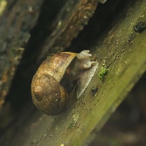 Roman snails (Helix pomatia), 2023-07-18