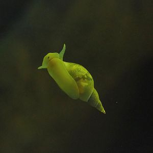 Pond snails (Lymnaea stagnalis), 2023-07-18