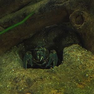 European crayfish (Astacus astacus), 2023-07-18