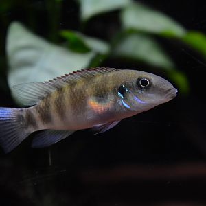 Dorsal-spotted dwarf cichlid (Wallaceochromis signatus)
