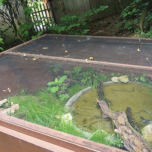 Outdoor yellow-bellied toad exhibit, 2023-07-18