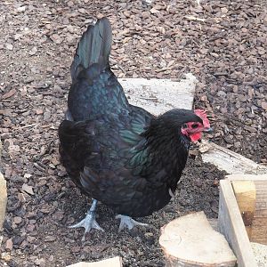 Mergelland chicken (Gallus gallus domesticus), 2023-07-18