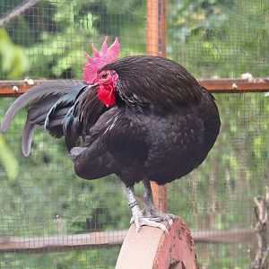 Mergelland rooster (Gallus gallus domesticus), 2023-07-18