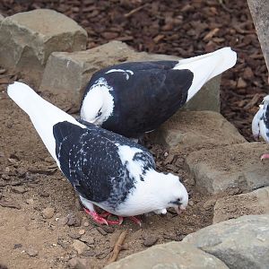 Old Dutch gull pigeons (Columbia livia domestica), 2023-07-18