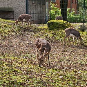 Southern Mountain Reedbuck