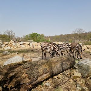 Hartmann Mountain Zebra Savanna