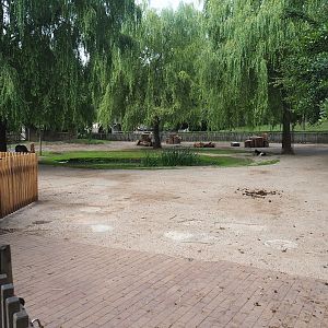 Dutch Landrace goat and Miniature donkey paddock, 2023-07-18