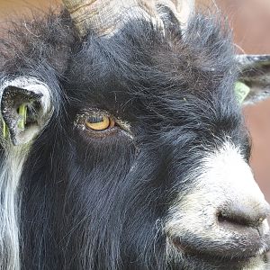 Dutch Landrace goat (Capra hircus), 2023-07-18