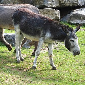 Miniature donkey (Equus africanus asinus), 2023-07-18