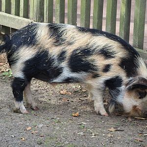 Kune-Kune pig (Sus domesticus), 2023-07-18