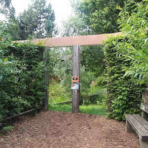 Eurasian lynx viewing window, 2023-07-18