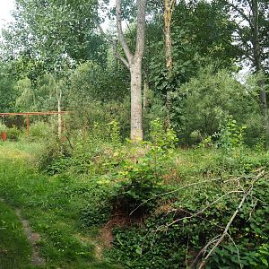 Eurasian lynx exhibit, 2023-07-18
