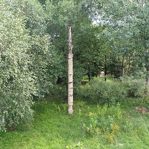 Eurasian lynx exhibit, 2023-07-18