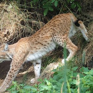 Eurasian lynx (Lynx lynx lynx), 2023-07-18