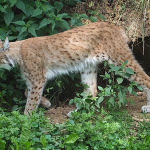 Eurasian lynx (Lynx lynx lynx), 2023-07-18