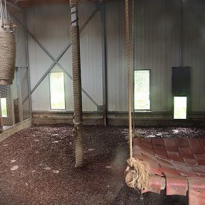 Eurasian lynx indoor holding, 2023-07-18