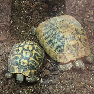 Hermann's tortoises (Testudo hermanni), 2023-07-18