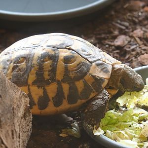 Hermann's tortoise (Testudo hermanni), 2023-07-18