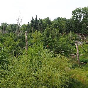 Barbary macaque exhibit, 2023-07-18