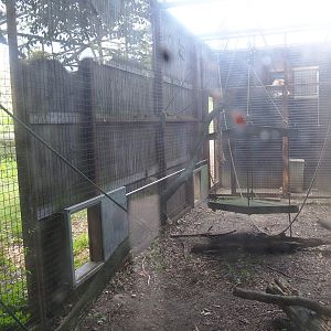 Barbary macaque outdoor holding, 2023-07-18