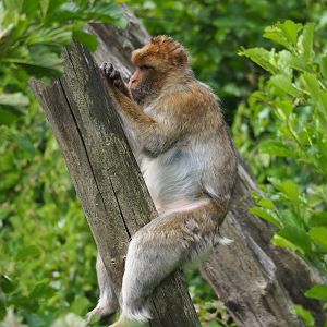 Barbary macaque (Macaca sylvanus), 2023-07-18