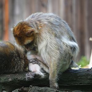 Barbary macaque (Macaca sylvanus), 2023-07-18
