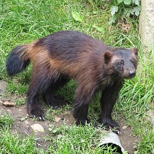 European wolverine (Gulo gulo gulo), 2023-07-18