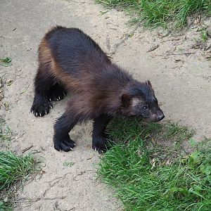 European wolverine (Gulo gulo gulo), 2023-07-18