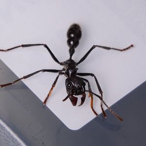 Bullet ant (Paraponera clavata)