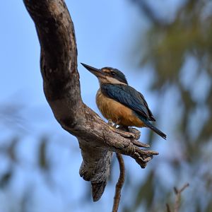 Sacred Kingfisher