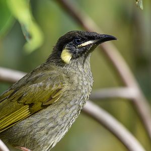 Lewin's Honeyeater