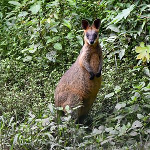 Swamp Wallaby