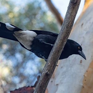 Grey Currawong